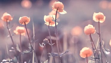 Flower knowledge quiz Flower knowledge quiz